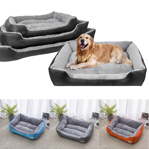 Extra large dog - extra, pet