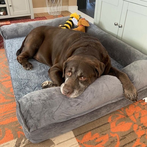 Xxl large calming dog - xxl,